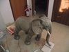 Elefant